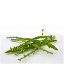 A Bioceutica, comercializa várias referências de plantas simples e tisanas compostas. Os produtos da nossa marca são preparados a partir de plantas medicinais e aromáticas altamente selecionadas, sem aditivos ou conservantes.