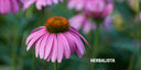 Echinacea: A Flor da Imunidade Natural
