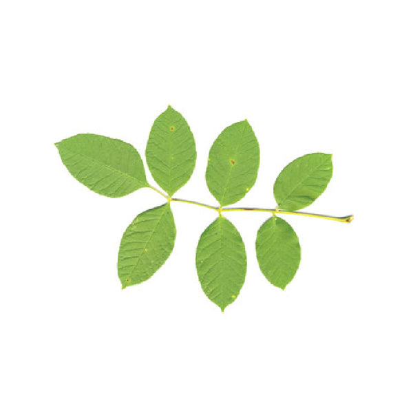 A Bioceutica, comercializa várias referências de plantas simples e de tisanas compostas. Os chás da nossa marca são preparados a partir de plantas medicinais e aromáticas altamente selecionadas, sem aditivos ou conservantes.