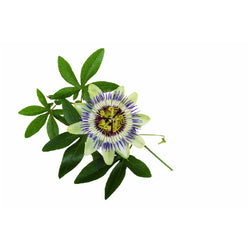 Passiflora celofane